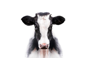 Calf Cow Face Portrait Farm Animal Closeup Black White Cute Photo Stretched Canvas Art Wall Decor 16x24