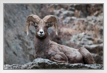 Eyes On You Bighorn Sheep Rocky Mountains Photo Sheep Posters Farm Animals Wall Art Sheep Artwork Sheep Decor Country Sheep Decor Farm Animal Pictures Wall Decor White Wood Framed Poster 20x14