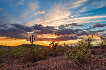 Colorful Sonoran Desert Sunset Saguaro Cactus Photo Photograph Beach Palm Landscape Pictures Ocean Scenic Tropical Nature Photography Paradise Cool Wall Decor Art Print Poster 24x16