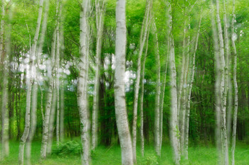 Blurred Motion Birch Forest on Island of Honshu in Japan Photo Photograph Cool Wall Decor Art Print Poster 18x12