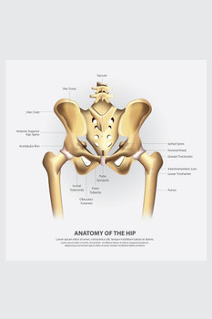 Human Anatomy Of The Hip Diagram Illustration Educational Chart Cool Wall Decor Art Print Poster 16x24