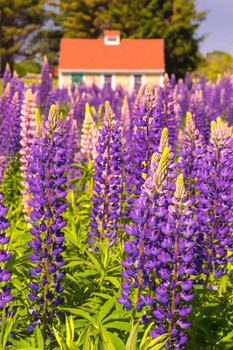 Lupines Growing in Cottage Garden Cape Elizabeth Photo Photograph Cool Wall Decor Art Print Poster 16x24