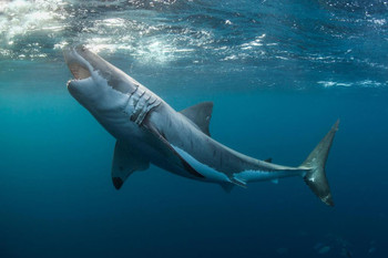 Great White Shark Open Jaws With Teeth Ocean Photo Cool Wall Decor