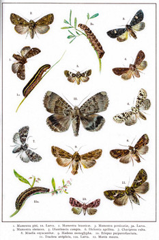 Owlet Moths of Europe 19th Century Illustration Insect Wall Art of Moths and Butterflies butterfly Illustrations Insect Poster Moth Print Cool Wall Decor Art Print Poster 16x24