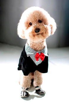 Poodle Dressed Like Little Gentleman in Suite Bowtie Photo Photograph Cool Wall Decor Art Print Poster 16x24