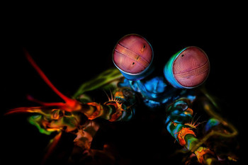 Peacock Mantis Shrimp Tropical Shellfish Cool Shellfish Poster Aquatic Wall Decor Fish Pictures Wall Art Underwater Picture of Fish for Wall Wildlife Reef Poster Cool Wall Decor Art Print Poster 24x16
