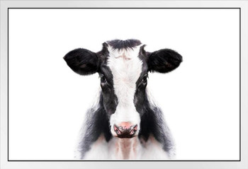 Calf Cow Face Portrait Farm Animal Closeup Black White Cute Photo White Wood Framed Poster 14x20