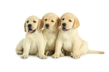 Three Labrador Retriever Puppies Posing Puppy Posters For Wall Funny Dog Wall Art Dog Wall Decor Puppy Posters For Kids Bedroom Animal Wall Poster Animal Posters Cool Wall Decor Art Print Poster 24x16