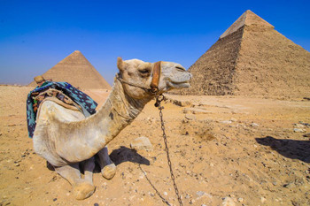 Camel Guarding Pyramids Giza Egypt Landscape Photo Photograph Cool Wall Decor Art Print Poster 24x16