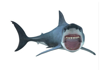 Great White Shark Swimming Full Body 3D Rendering Shark Posters For Walls Shark Pictures Cool Great White Shark Picture Great White Shark Great White Shark Jaws Cool Wall Decor Art Print Poster 24x16
