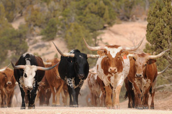 Herd of Texas Longhorn Cattle On Southern Utah Mountain Ranch Cows Walking Photo Photograph Wildlife Animal Nature Cool Wall Decor Art Print Poster 24x16