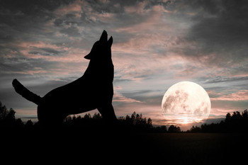 Lone Wolf Silhouette Howling At Moon Dramatic Wolf Posters For Walls Posters Wolves Print Posters Art Wolf Wall Decor Nature Posters Wolf Decorations for Bedroom Cool Wall Decor Art Print Poster 16x24