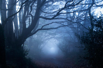 Footpath Through A Misty Woods Photo Photograph Spooky Scary Halloween Decorations Cool Wall Decor Art Print Poster 24x16