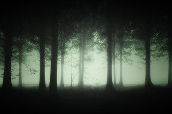 Dark Foggy Spooky Forest Dusk Trees Photo Poster Spooky Scary Halloween Decorations Moonlight Cool Wall Decor Art Print Poster 24x16