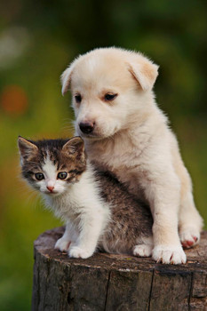 Cute Puppy and Kitten Embracing on a Tree Stump Photo Photograph Cool Wall Decor Art Print Poster 16x24