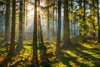 Sunrise Shining Golden Fern Forest Woodland Landscape Photo Photograph Cool Wall Decor Art Print Poster 24x16