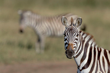 Zebra Portrait Close Up Serengeti National Park Africa Photo Photograph Cool Wall Decor Art Print Poster 24x16