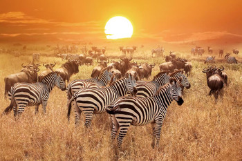 Zebra at Sunset Serengeti National Park Tanzania Africa Photo Photograph Cool Wall Decor Art Print Poster 24x16