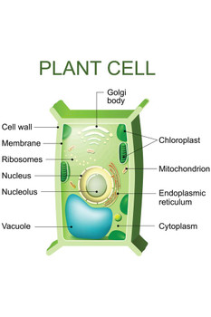 Plant Cell Anatomy Labeled Chart Diagram Science Biology Reference Lab Sign Educational Classroom Teacher Learning Homeschool Display Supplies Teaching Aide Cool Wall Decor Art Print Poster 16x24