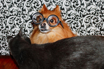 Funny Pomeranian Dog Wearing Glasses with Cat Photo Photograph Cool Wall Decor Art Print Poster 24x16