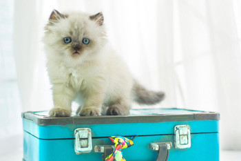 Baby Himalayan Cat Standing on Vintage Suitcase Photo Photograph Cool Wall Decor Art Print Poster 24x16