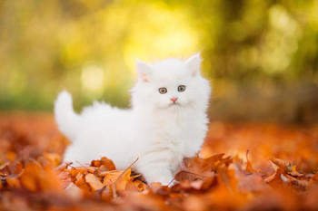 Cute White Kitten Stalking in Autumn Leaves Baby Animal Portrait Photo Cat Poster Cute Wall Posters Kitten Posters for Wall Baby Poster Inspirational Cat Poster Cool Wall Decor Art Print Poster 24x16