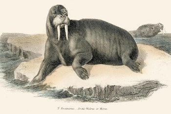 Walrus Illustration 1803 Antique Style Walrus Posters of Wild Animals Walrus Art Print Pictures of the Sea Walrus Wall Decor Underwater Posters Cool Wall Decor Art Print Poster 24x16
