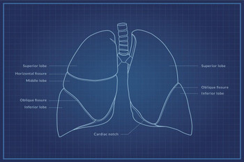 Human Lungs Diagram Blueprint Educational Chart Cool Wall Decor Art Print Poster 24x16