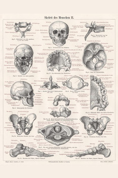 Skeleton of Man 1895 German Illustration Educational Chart Cool Wall Decor Art Print Poster 16x24