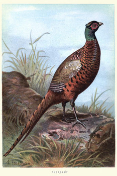 Ring Necked Pheasant Sitting on a Log Vintage Illustration Bird Pictures Wall Decor Beautiful Art Wall Decor Feather Prints Wall Art Wildlife Animal Bird Prints Cool Wall Decor Art Print Poster 16x24