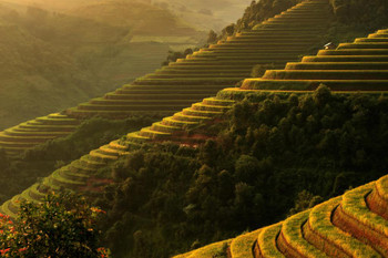 Panorama Rice Terraces in Mu Cang Chai Yenbai Vietnam Photo Photograph Cool Wall Decor Art Print Poster 24x16