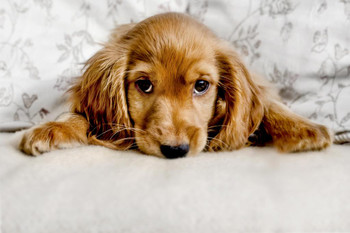 Cute Cocker Spaniel Puppy Lying Down Photo Puppy Posters For Wall Funny Dog Wall Art Dog Wall Decor Puppy Posters For Kids Bedroom Animal Wall Poster Cute Animal Cool Wall Decor Art Print Poster 36x24