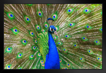 Peacock Feathers Spread Plumage Colorful Peacock Photo Peacock Decor Wall Art Peacock Wall Art Bird Prints Bird Pictures Wall Decor Feather Prints Animal Black Wood Framed Poster 14x20