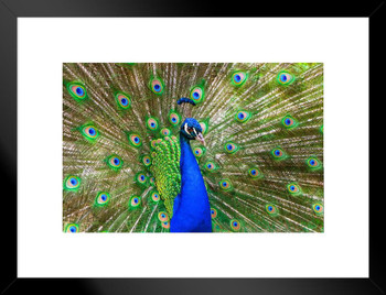 Peacock Feathers Spread Plumage Colorful Peacock Photo Peacock Decor Wall Art Peacock Wall Art Bird Prints Bird Pictures Wall Decor Feather Prints Animal Matted Framed Wall Decor Art Print 20x26