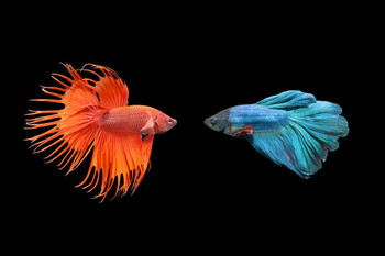 Siamese Fighting Fish Photo Photograph Beta Cool Fish Poster Aquatic Wall Decor Fish Pictures Wall Art Underwater Picture of Fish for Wall Wildlife Reef Poster Cool Wall Decor Art Print Poster 24x16