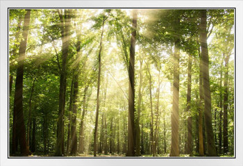Sunrays Through Treetops Photo Photograph White Wood Framed Poster 20x14