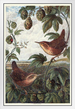 Wrens Sitting on Branch Vintage Illustration Bird Pictures Wall Decor Beautiful Art Wall Decor Feather Prints Wall Art Nature Wildlife Animal Bird Prints White Wood Framed Poster 14x20