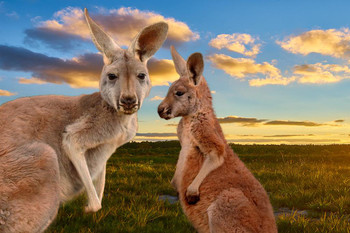 Kangaroo Mother Daughter Faces Beautiful Sunset Australia Outback Animals Photo Thick Paper Sign Print Picture 8x12