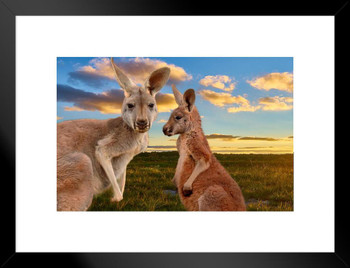 Kangaroo Mother Daughter Faces Beautiful Sunset Australia Outback Animals Photo Matted Framed Wall Decor Art Print 20x26