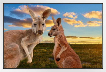 Kangaroo Mother Daughter Faces Beautiful Sunset Australia Outback Animals Photo White Wood Framed Poster 14x20