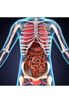 Laminated Human Body Organs Skeletal System 3D Illustration Educational Chart Poster Dry Erase Sign 16x24