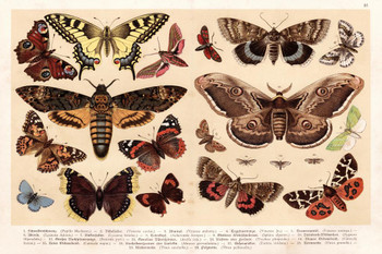 Laminated Moths and Butterflies 1888 Vintage Illustration Insect Wall Art of Moths and Butterflies butterfly Illustrations Insect Moth Poster Dry Erase Sign 24x16