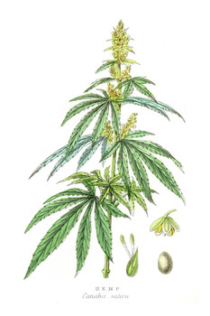 Laminated Cannabis Plant Marijuana Botanical Engraving 1857 Poster Dry Erase Sign 16x24