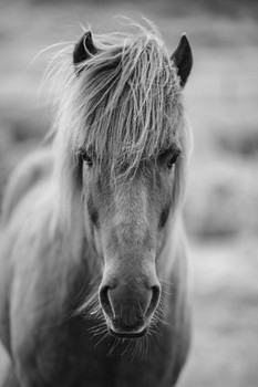 Laminated Icelandic Pony Horse Face Portrait Long Hair Mane Forelock Animal Iceland Black and White Photo Photograph Poster Dry Erase Sign 16x24