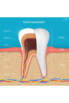 Laminated Human Tooth Structure Cross Section Anatomy Diagram Educational Chart Poster Dry Erase Sign 16x24