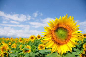 Laminated Close Up of Sunflower in Field with Blue Sky in Provence France Photo Photograph Poster Dry Erase Sign 24x16