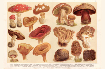 Mushrooms Lithograph 1888 Cool Wall Decor Art Print Poster 36x24