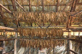 Laminated Tobacco Leaves Drying in Organic Farm in Cuba Photo Photograph Poster Dry Erase Sign 24x16