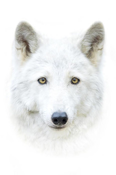 Laminated White Arctic Polar Wolf Face Portrait Closeup Exotic Cat Wild Animal Photo Photograph Nature Wolves Poster Dry Erase Sign 16x24