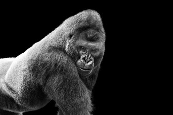 Adult Gorilla Staring Portrait Photo Pictures Of Gorillas Poster Primate Poster Gorilla Picture Paintings For Living Room Tropical Nature Wildlife Art Print Cool Wall Decor Art Print Poster 36x24